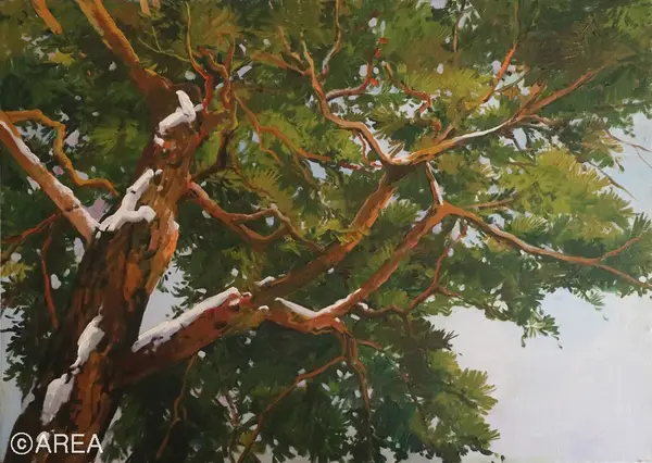 겨울소나무